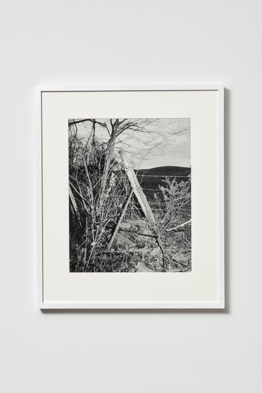 Daniel Rampulla , Evening Spike, 2020. Gelatin silver print. 20 x 16 inches.