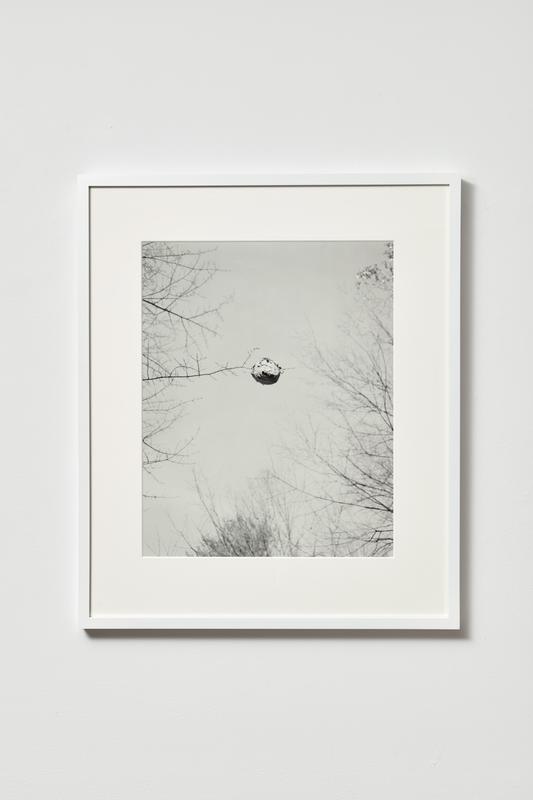 Daniel Rampulla , Hornets' Nest , 2019. Gelatin silver print. 20 x 16 inches.