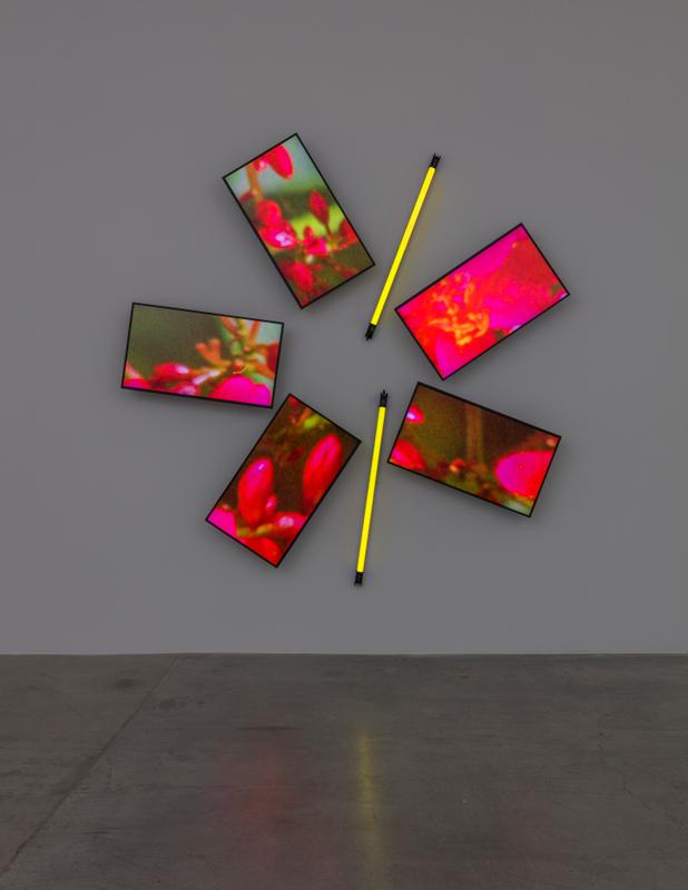 Natural History One , 2019 Five (5) monitors, one (1) media player and two (2) LED light fixtures  Photo by Fredrik Nilsen