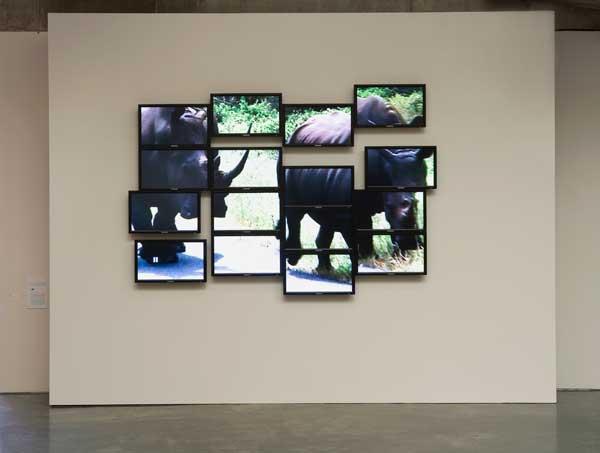 RARE, 2008 One (1) media player, sixteen (16) flat panel monitors, one (1) distribution amplifier Dimensions variable Installation view, Human/Nature: Artists Respond to a Changing Planet, Berkeley Art Museum, Berkeley, CA, 2009