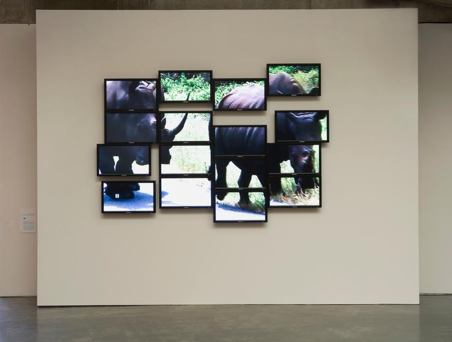 RARE, 2008 One (1) media player, one (1) sixteen-monitor video wall, one (1) distribution amplifier Dimensions variable  Installation view, Human/Nature: Artists Respond to a Changing Planet, Berkeley Art Museum, Berkeley, CA, 2009
