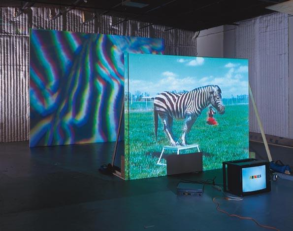 The best animals are the flat animals , 1998 Two (2) video projectors, two (2) media players, free standing wall and existing architecture Installation View, HZKM Zentrum fur Kunst und Medientechnologie, Karlsruhe, Germany, 2003 