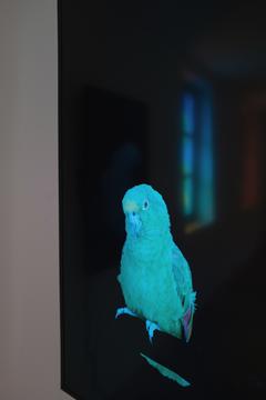 Diana Thater The Conversation 2021 Courtesy Diana Thater And Galerie Hussenot Photo Frdric Pasquini