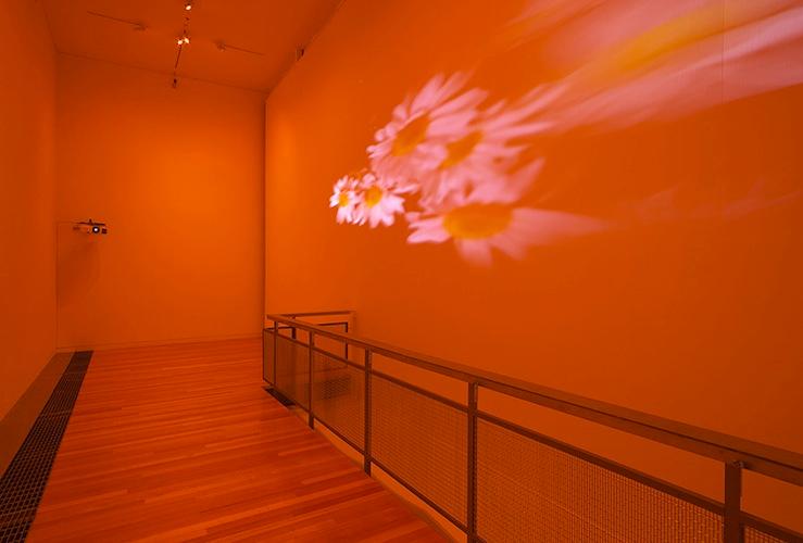 Pink Daisies, Amber Room , 2003 Two (2) video projectors, two (2) media players, Lee Filters, mylar and existing architecture Dimensions variable Installation view, Adam Art Gallery, Wellington, New Zealand, 2014