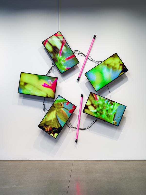 Natural History One , 2019 Five (5) video monitor, one (1) media player and two (2) LED light fixtures  Installation view, ArtCenter College of Art and Design, Pasadena, CA  