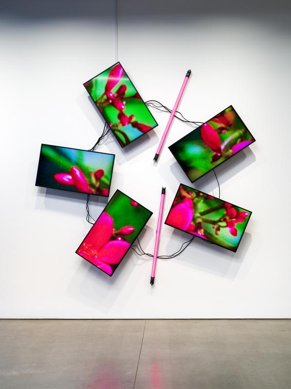 Natural History Two , 2019 One (1) five-monitor video wall, one (1) media player and two (2) LED light fixtures  Installation view, ArtCenter College of Art and Design, Pasadena, CA