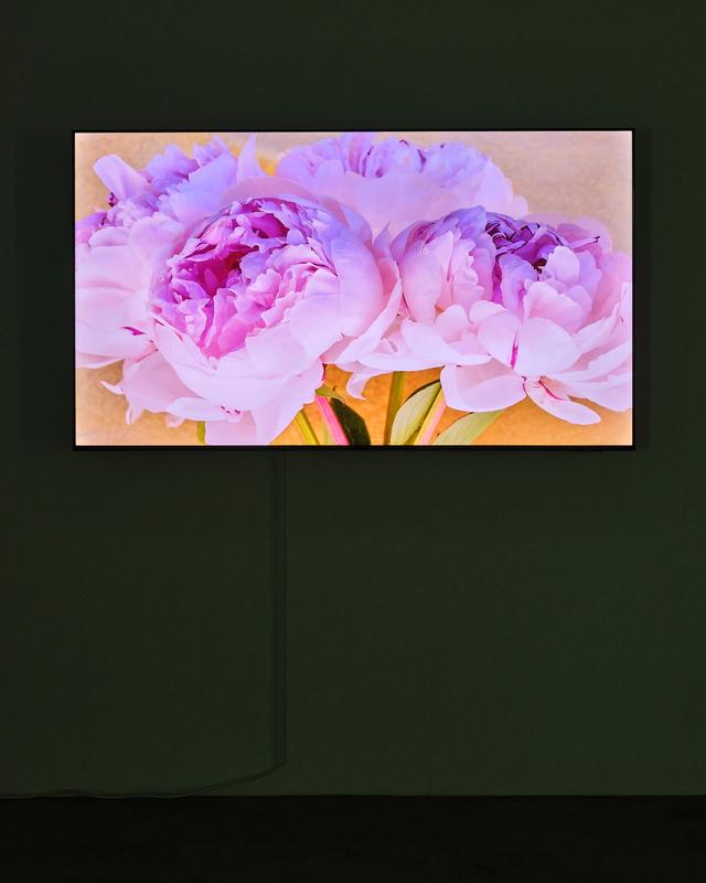 Peonies , 2020 One (1) monitor, one (1) media player Installation view at Gattopardo, Los Angeles, 2025 Photo by Chris Hanke