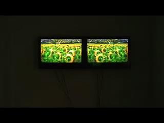 Ginger Kittens , 1994 Two (2) video monitors, one (1) media player and green Lee filters Dimensions variable Installation view