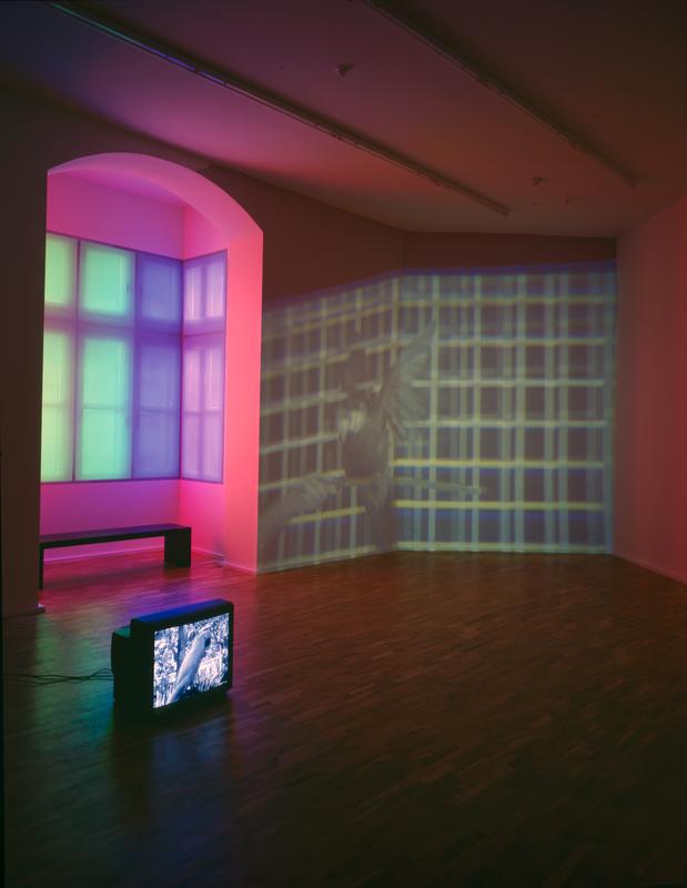 Scarlet Macaw Crayons, 1995 Video installation with window film Dimensions variable Installation view, Museum Fur Gegenwartskunst, Siegen, 2004   Moluccan Cockatoo Molly , 1995 Video installation with window film Dimensions variable Installation view, Museum Fur Gegenwartskunst, Siegen, 2004 Photo by Roman Mensing
