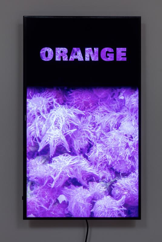 Colorvision Orange , 2016 One (1) flat panel monitor, one (1) media player Dimensions variable Installation View, 1301PE, Los Angeles, 2016