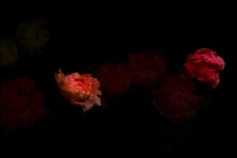 Peonies 1