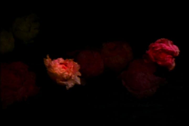 Peonies , 2011 Dimensions variable