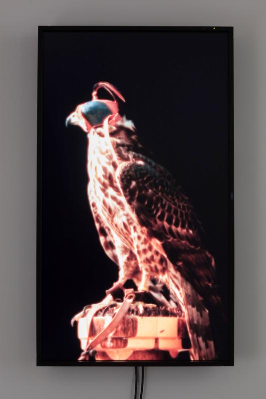 Male Goshawk (Sarge ), 2012 One (1) flat panel monitor, one (1) media player Dimensions variable Photo by Fredrik Nilsen