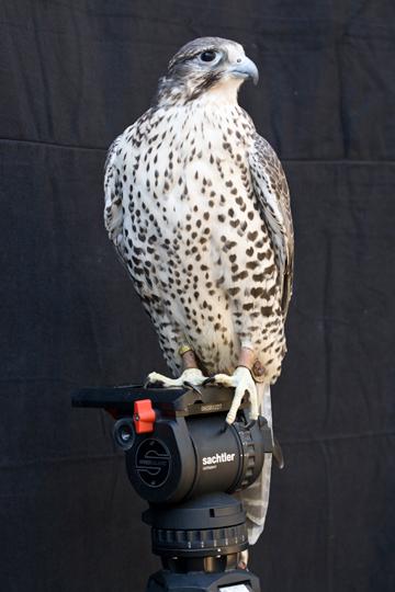 Shumla (a female Gyr/Prairie falcon, handled by Ashlee Miknuk) (Photo by Fredrick Nilsen for Diana Thater) , 2008 C-print Framed: 53 x 35 5/8 x 2 inches Image Size: 52 x 34 5/8 inches