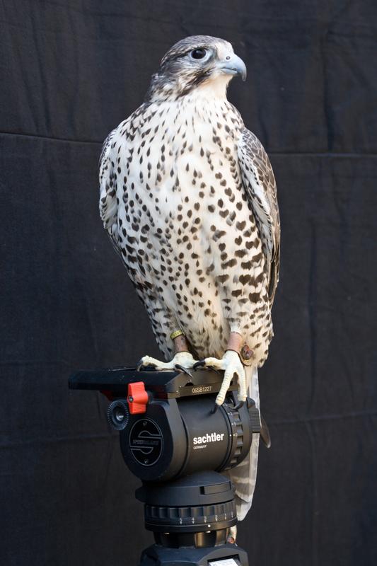 Shumla (a female Gyr/Prairie falcon, handled by Ashlee Miknuk) (Photo by Fredrick Nilsen for Diana Thater) , 2008 C-print Image size: 52 x 34 5/8 inches  Framed: 53 x 35 5/8 x 2 inches