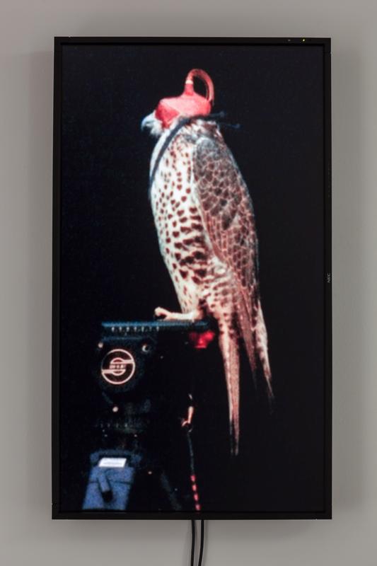 Female Gyr-Prarie Falcon (Shumla), 2012 One (1) video monitor, one (1) media player Dimensions variable Photo by Fredrik Nilsen
