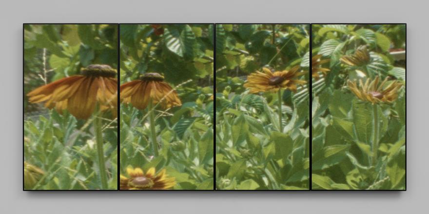 Flora , 2020 Four (4) monitor videowall  