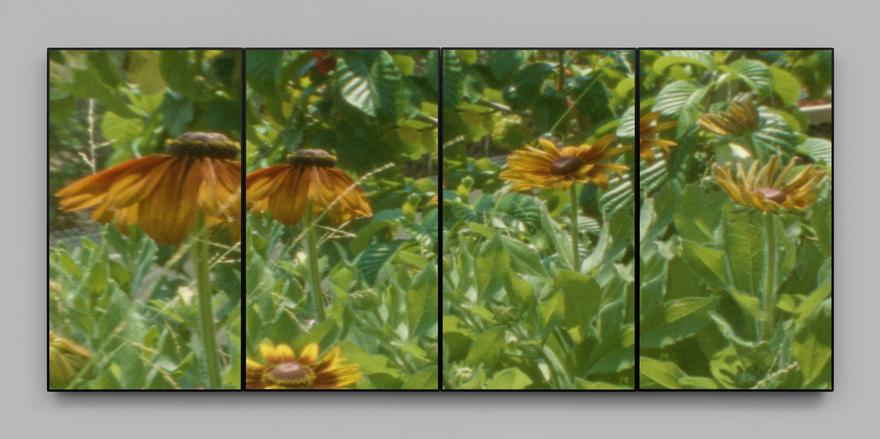 Flora , 2020 Four (4) monitor videowall  