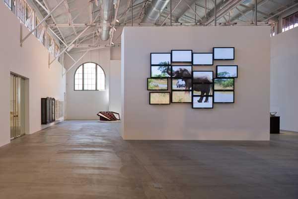 RARE , 2008 One (1) media player, sixteen (16) flat panel monitors, one (1) distribution amplifier Dimensions variable  Installation view, Human/Nature: Artists Respond to a Changing Planet, Museum of Contempary Art, San Diego, CA, 2008 