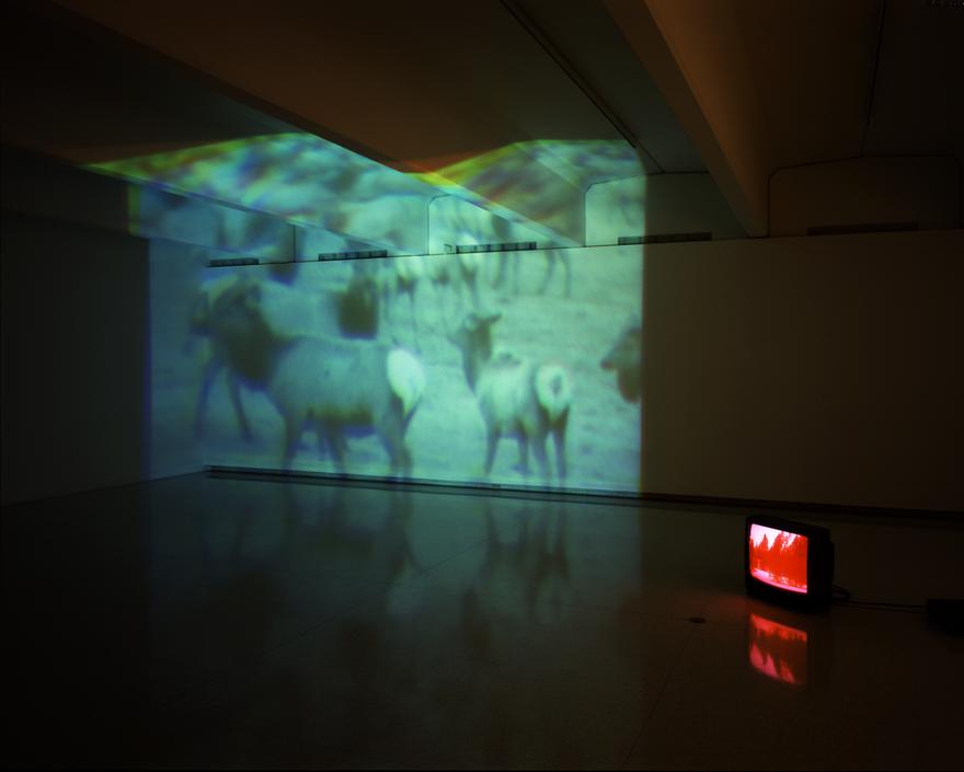 Wyoming Alogon, 1994 Three (3) video projectors, three (3) media players, one (1) synchronizers, Lee filters and existing architecture Dimensions variable Installation view, Walker Art Center, Minneapolis, MN, 1997