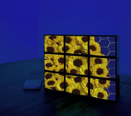 Yellow Flowers Videowall, 2001 Nine (9) video monitors,  one (1) media player, one (1) distribution amplifier, Lee filters