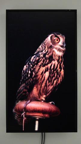 Male Eurasian Eagle Owl (Big Bird) , 2012 One (1) video monitor, one (1) media player Dimensions variable Photo by Fredrik Nilsen