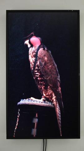 Male Gyr-Peregrine Falcon (Grim) , 2012 One (1) video monitor, one (1) media player Dimensions variable Photo by Fredrik Nilsen