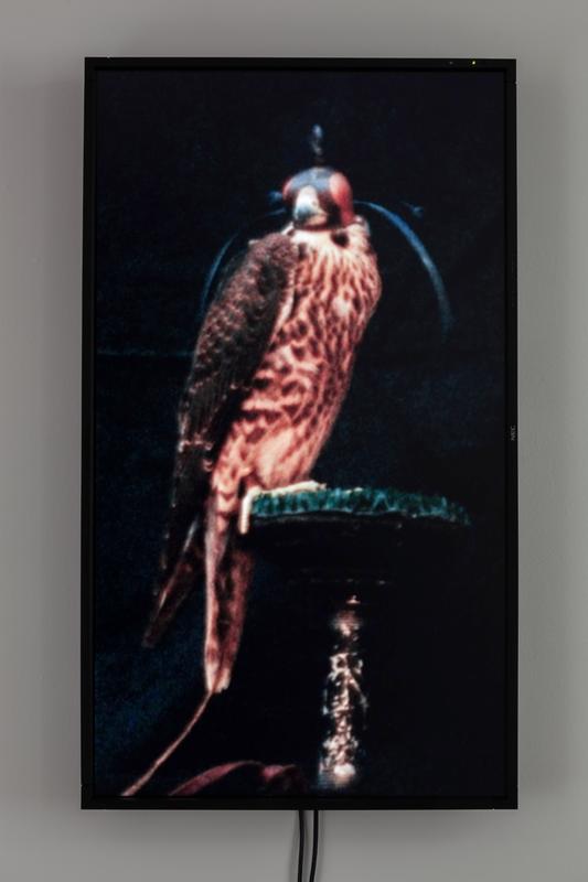 Female Peregrine Falcon (Brook) , 2012 One (1) video monitor, one (1) media player Dimensions variable Photo by Fredrik Nilsen