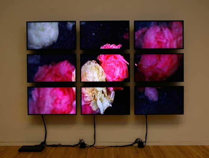 Peonies,  2011 Nine (9) video monitors, one (1) media player Dimensions variable Installation view, Wexner Center for the Arts, Columbus, OH, 2011