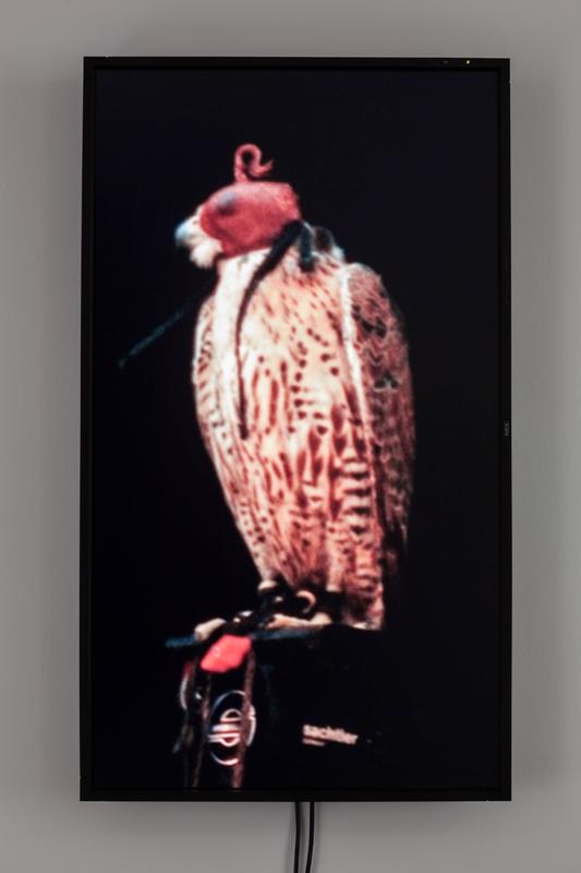 Male Gyr-Peregrine Falcon (Shizzle) , 2012 One (1) video monitor, one (1) media player Dimensions variable Photo by Fredrik Nilsen